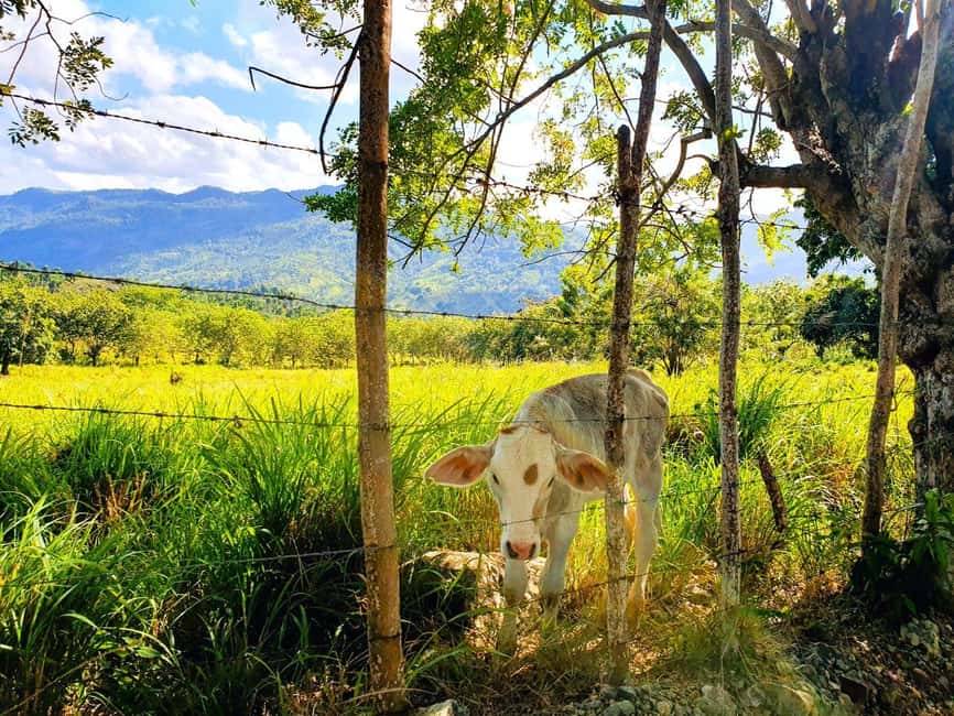 Puerto Plata Trekking - Experience of Nature and Folklore - A country walk beyond Puerto Plata’s resorts