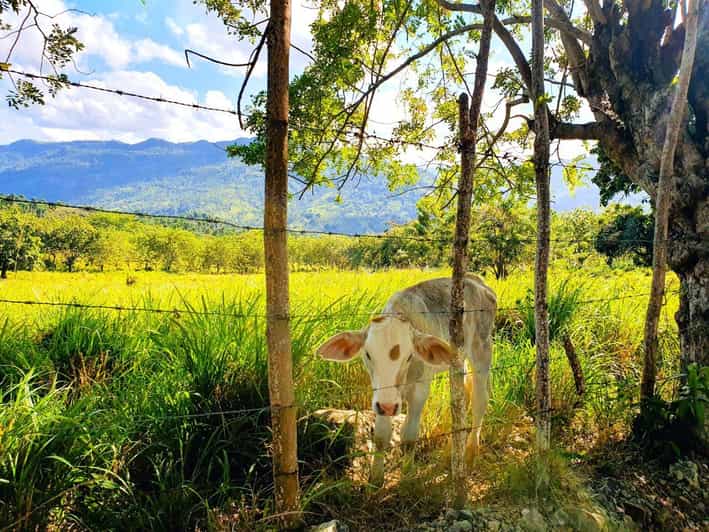 Puerto Plata Trekking - Experience of Nature and Folklore - Who should book this experience?