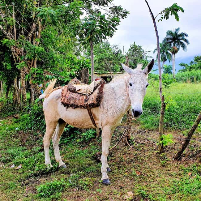 Puerto Plata Trekking - Experience of Nature and Folklore - Forest paths, river views, and the lagoon swim