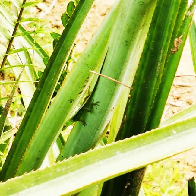 Puerto Plata Trekking - Experience of Nature and Folklore - The longest walking sections and rural details