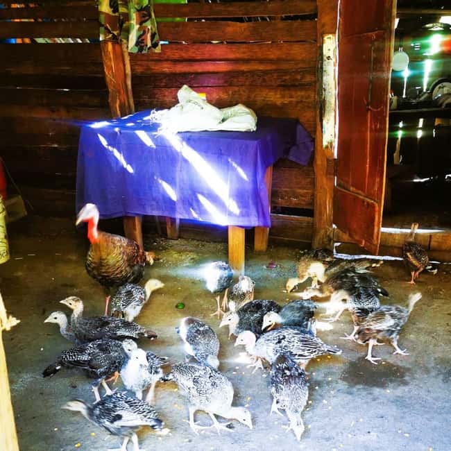 Puerto Plata Trekking - Experience of Nature and Folklore - The colmado stop and a drink with local character