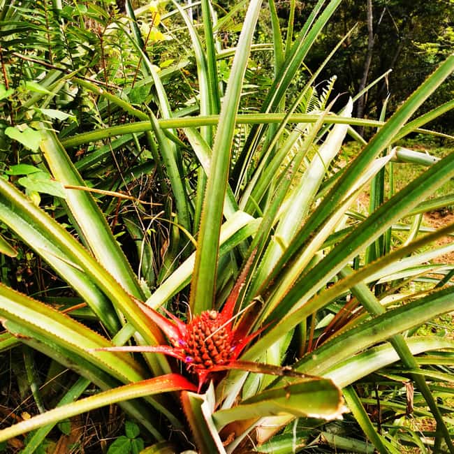 Puerto Plata Trekking - Experience of Nature and Folklore - Coffee at a familiar village inn