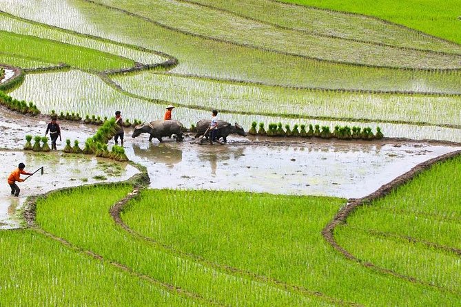 Red Dao Village Trek and Herbal Bath - Why this Sapa walk is more than a village visit