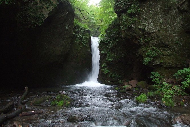 Relax and refresh in Karuizawa Forest! Shinanoji down trekking around two people - Forest Walking Through Larch and Broadleaf Trees