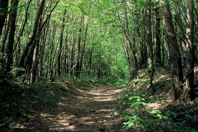 Relax and refresh in Karuizawa Forest! Shinanoji down trekking around two people - Shiraito Falls: A Wide Curtain of Water