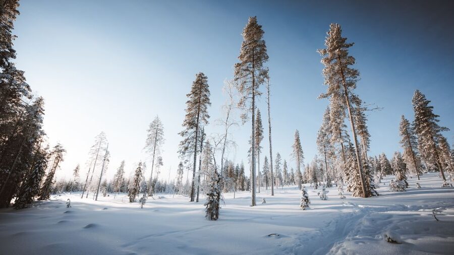 Rovaniemi: Lapland Ski Trekking Safari - The campfire break and Finnish snack