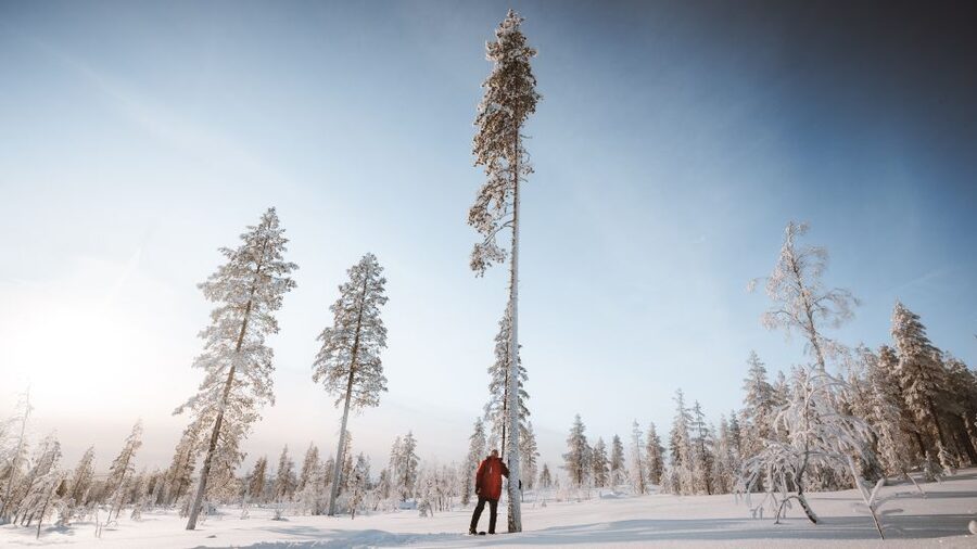 Rovaniemi: Lapland Ski Trekking Safari - Booking details that affect your choice