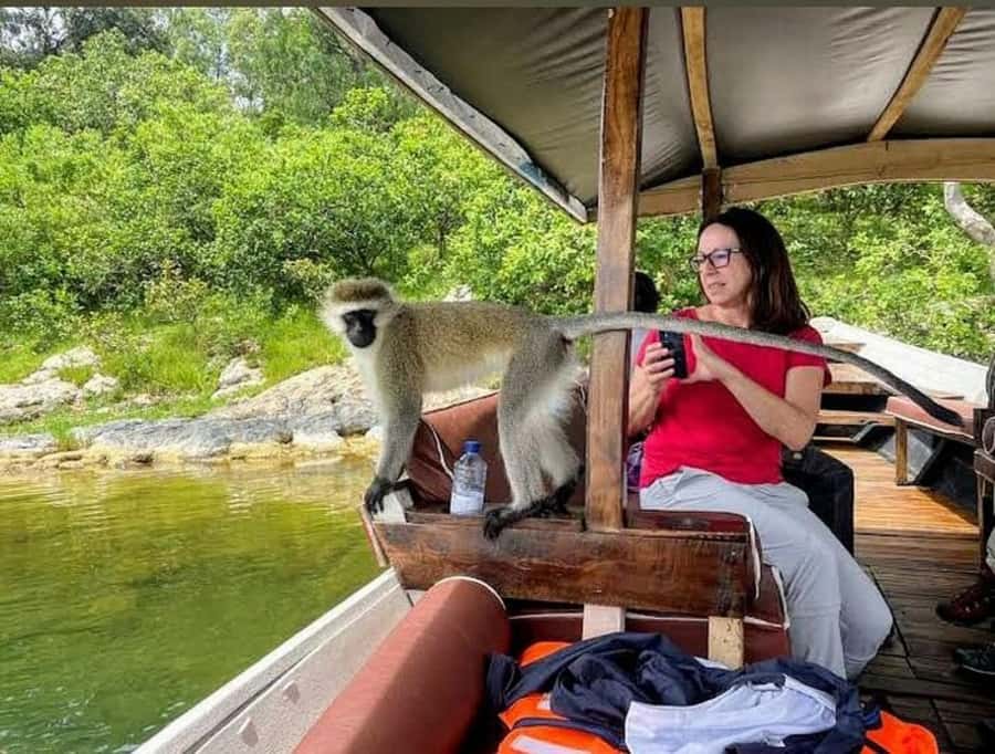 Rwanda: 3-Day Chimpanzee Trekking, Canopy, and Lake Kivu … - Day two: an early forest search and a tea plantation stop