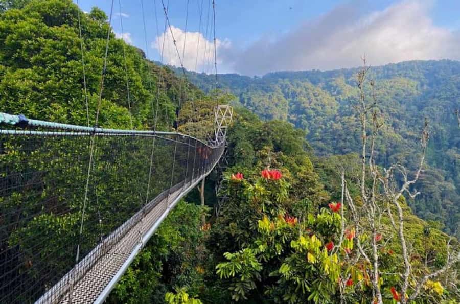 Rwanda: 3-Day Chimpanzee Trekking, Canopy, and Lake Kivu … - What the private format adds