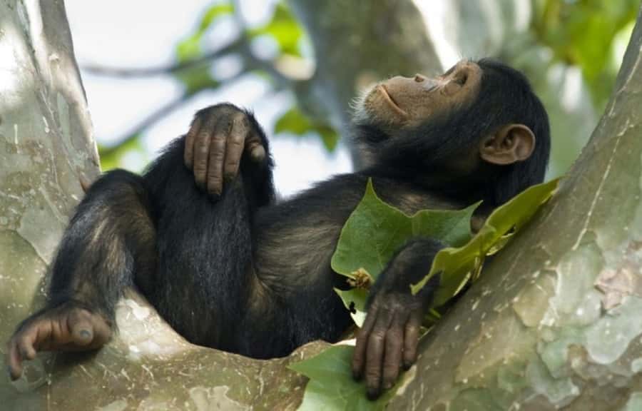Rwanda: 3-Day Chimpanzee Trekking, Canopy, and Lake Kivu … - Packing and park rules