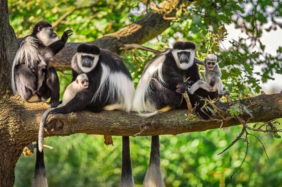 Rwanda: 3-Day Chimpanzee Trekking, Canopy, and Lake Kivu … - Who should book this Rwanda trip?