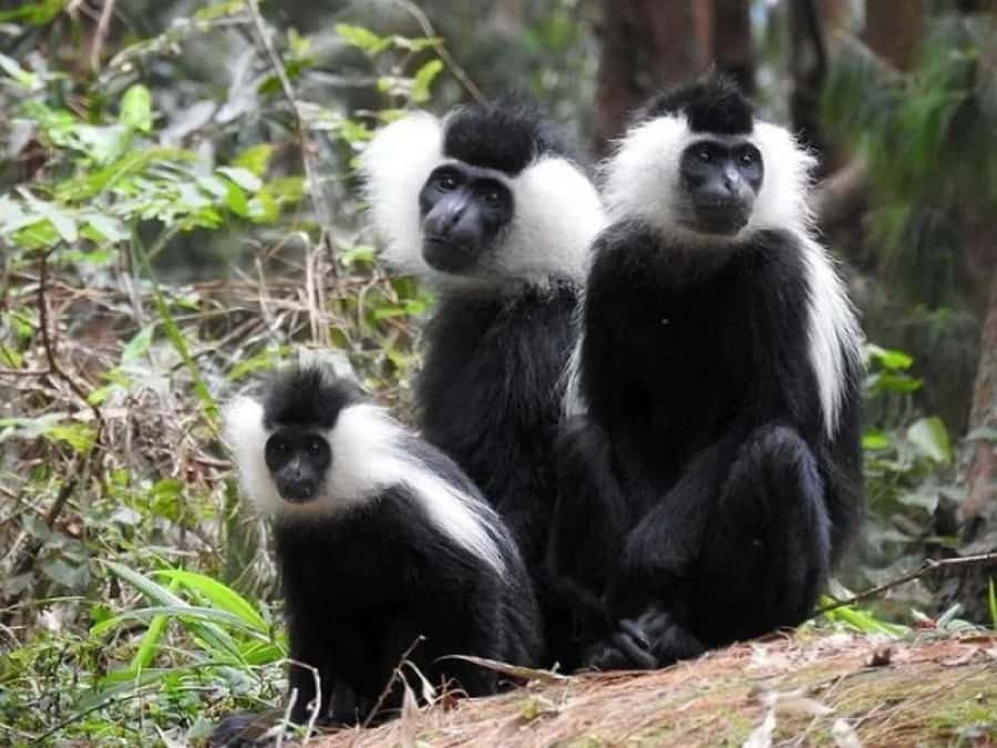 Rwanda: 3-Day Chimpanzee Trekking, Canopy, and Lake Kivu … - Day one: Kigali to Nyungwe and above the forest floor