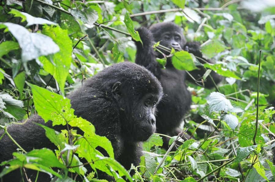 Rwanda: 5-Day Gorilla and Chimpanzee Trekking Tour - Key points at a glance
