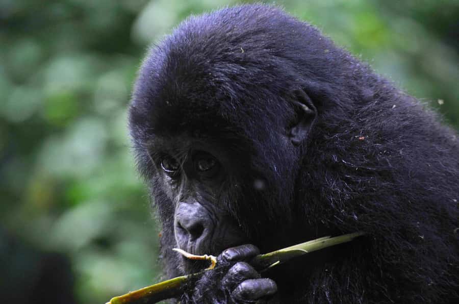Rwanda: 5-Day Gorilla and Chimpanzee Trekking Tour - Day 2: Chimpanzees before breakfast