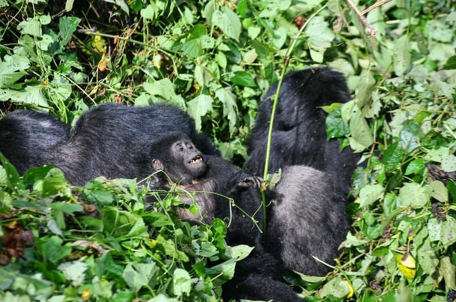 Rwanda: 5-Day Gorilla and Chimpanzee Trekking Tour - Day 4: Meeting the mountain gorillas