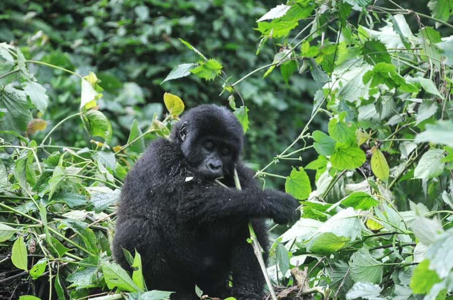 Rwanda: 5-Day Gorilla and Chimpanzee Trekking Tour - Who should book this trip