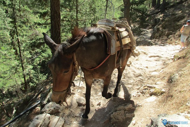 Samaria Gorge Trek: Full-Day Excursion from Chania with Guide - Ferry to Sougia, then the long ride home