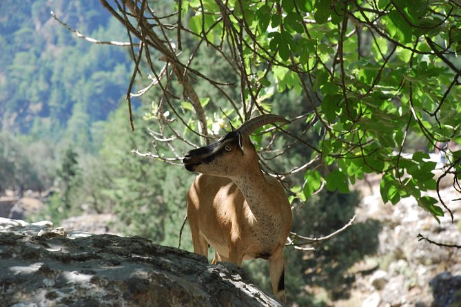 Samaria Gorge Trek: Full-Day Excursion from Rethymno with Guide - What the €38.45 price really covers