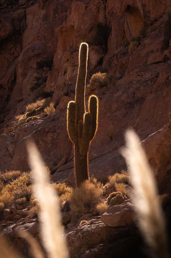 San Pedro de Atacama: Canyon Swimming Pools Trekking Trip - The return to San Pedro