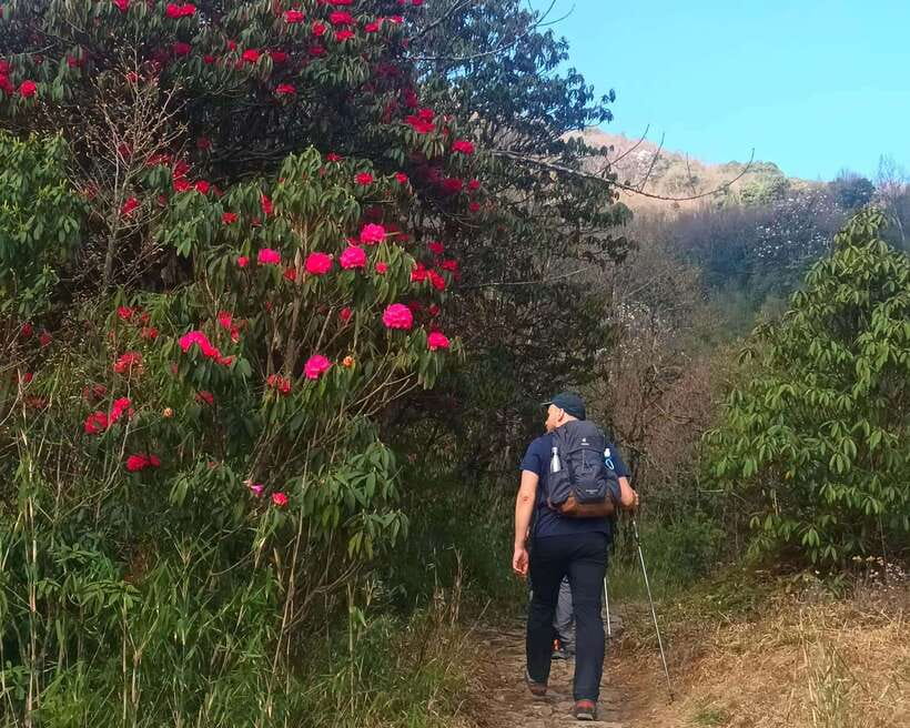 Sandakphu Singalila Ridge Trek - 6 Days - Day 6: Timburey to Srikhola and back to Darjeeling