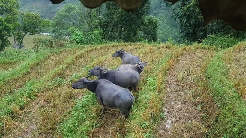 SAPA: 1-DAY TREKKING TOUR WITH LOCALS, LUNCH & RICE FIELDS - Fitness, weather, and what to pack