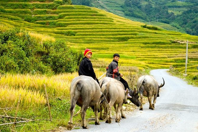 Sapa 3 Days 2 Nights Trekking Tour From Hanoi (2 Nights in Hotel) - Your last morning and the Fansipan choice