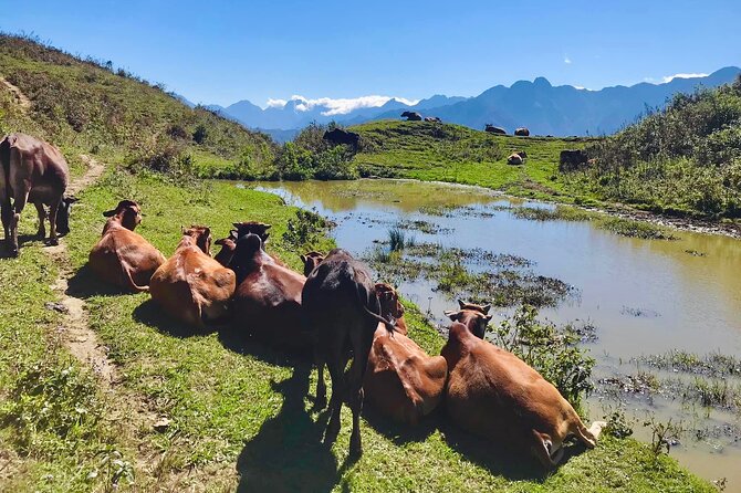 Sapa The Hidden Trail Trek 1 Day - Mountain & Rice Valley - Giang Ta Chai village and Dao culture