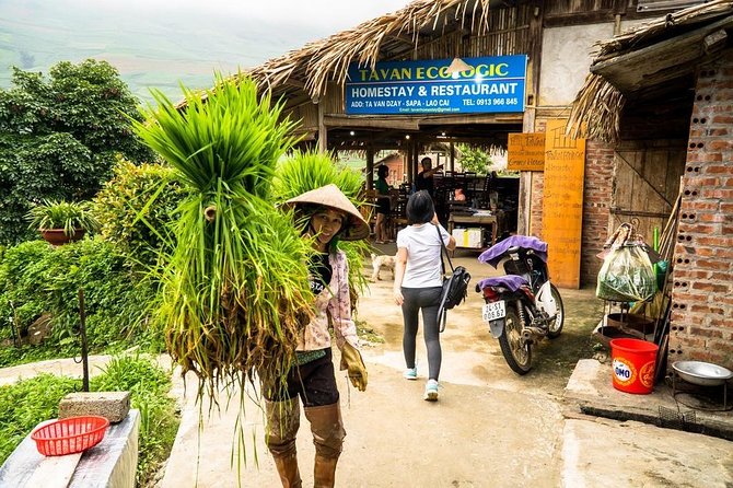 Sapa trekking 2days by bus from Hanoi ( over night in homestay) - Morning walking from Ta Van to Giang Ta Chai