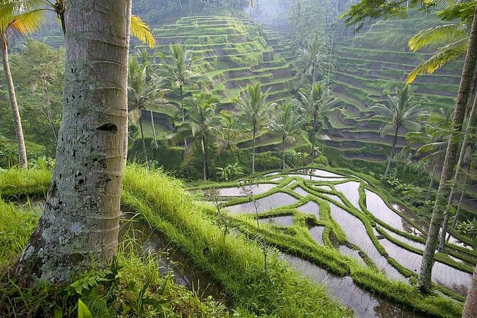 Selogriyo Temple and Trekking Java Rice Terraces, hidden waterfall -Nature Java - Coffee at Selogriyo, with a view worth the pause