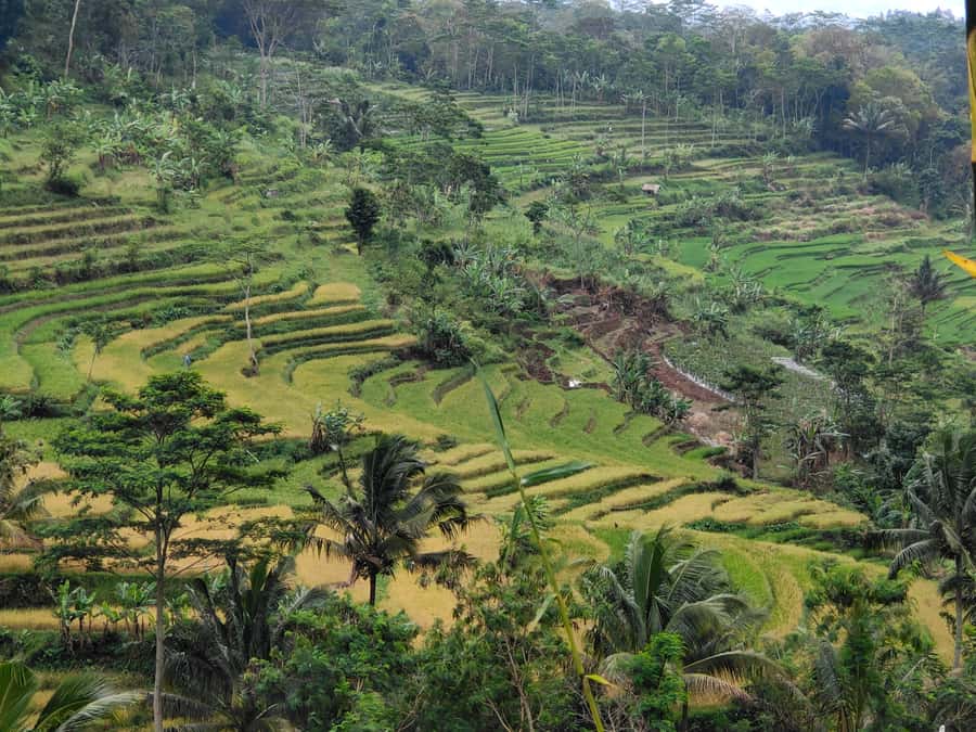 Selogriyo Temple, treking Java Rice Terrace & waterfall - What the $28 price really covers
