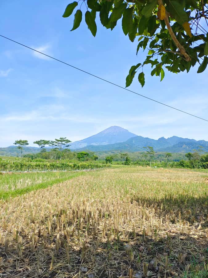 Selogriyo Temple, treking Java Rice Terrace & waterfall - Walking through Selogriyo’s rice fields