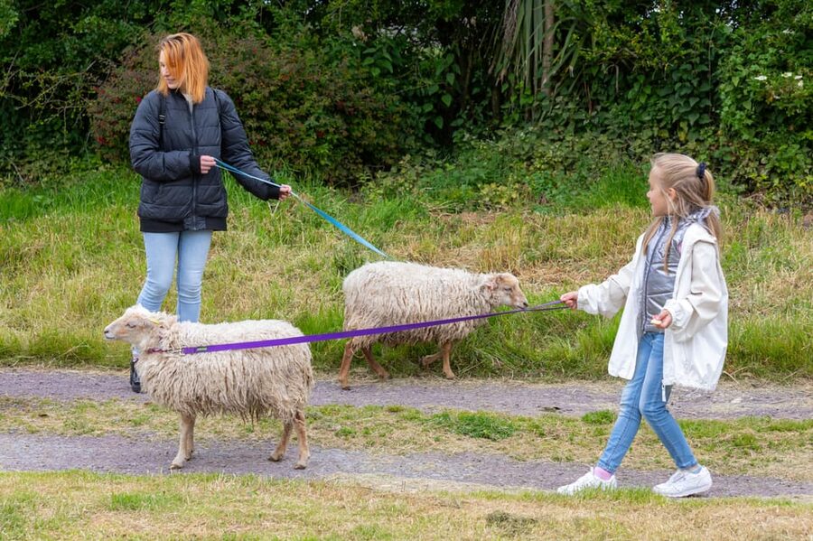 Shropshire: Sheep Trek with the Smallest Sheep in the World - Meeting the smallest sheep at Frankly Alpacas