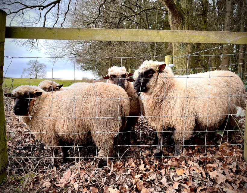 Shropshire: Sheep Trek with the Smallest Sheep in the World - Feeding, petting, and photo time