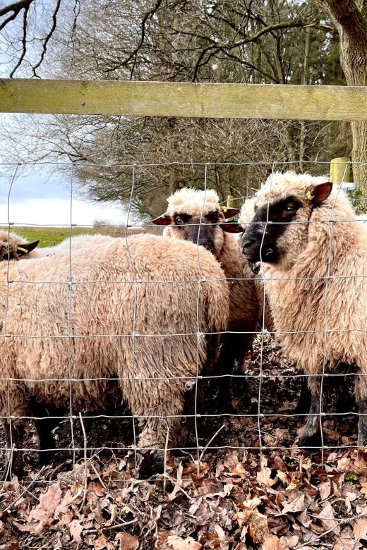 Shropshire: Sheep Trek with the Smallest Sheep in the World - A small farm setting with a personal feel