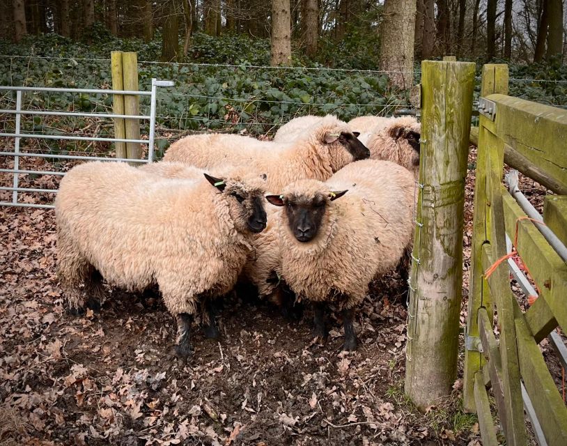 Shropshire: Sheep Trek with the Smallest Sheep in the World - Practical advice for a smoother visit
