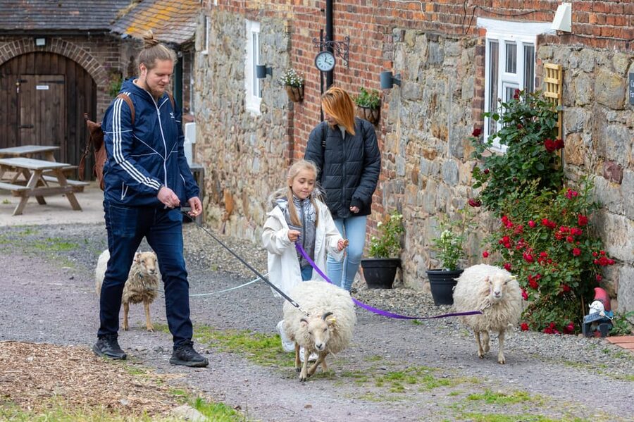 Shropshire: Sheep Trek with the Smallest Sheep in the World - Why the sheep walk is the main event