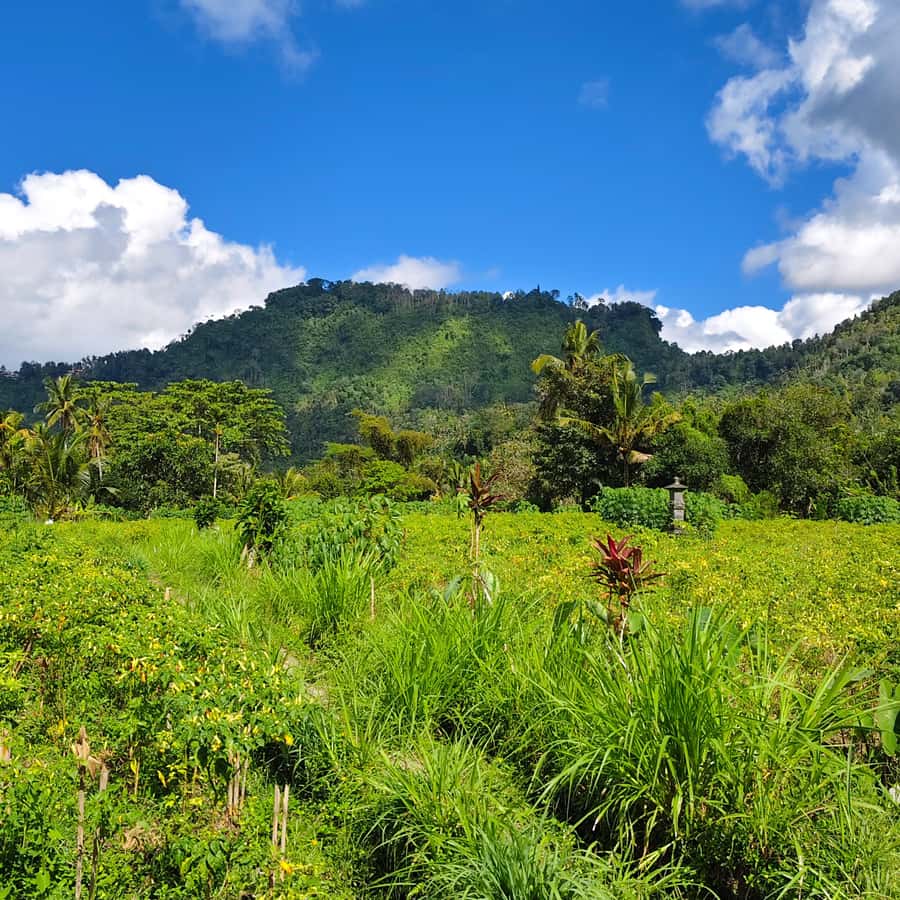 Sidemen rice terraces trek and local village walk - What the $17 price really covers