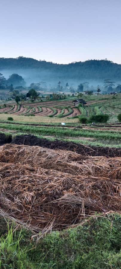 Sidemen rice terraces trek and local village walk - Private groups, language, and guide quality