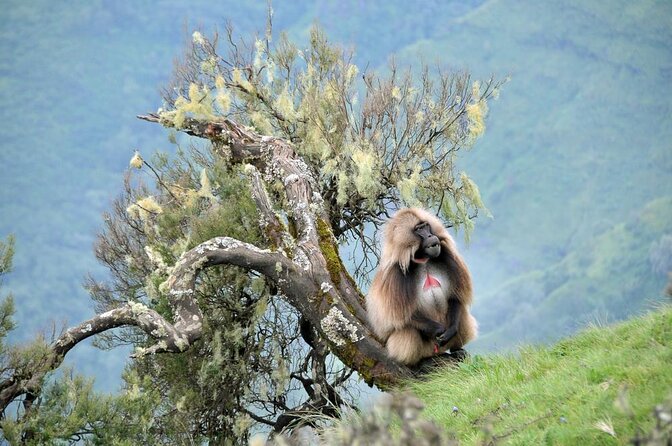 Simien Mountains National Park – 7 Day Trek - Key points to know before booking