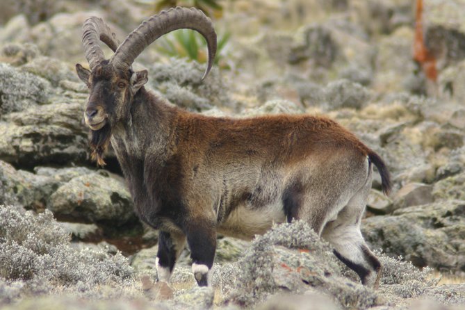 Simien Mountains National Park – 7 Day Trek - Why this seven-day route is worth your time