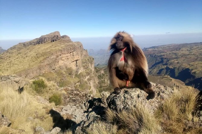 Simien Mountains Trekking Adventure - Key points before you book
