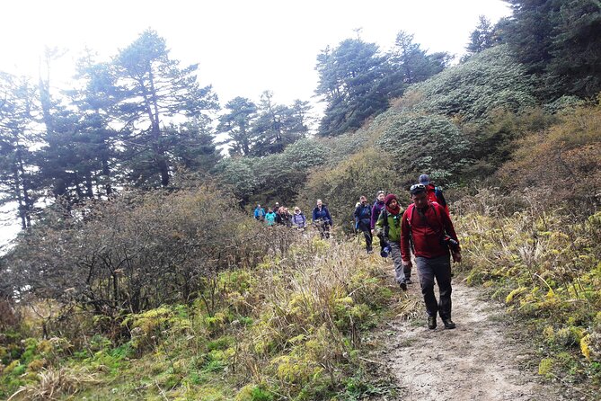 Singalila Ridge Trek from Darjeeling - 6 Days - Day 4: Phalut and the forested approach to Gorkhey