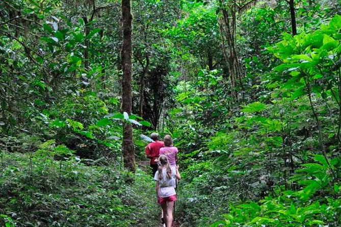Sinharaja Rainforest Trekking Private Day Trip with Local Lunch - Why Sinharaja is worth the long day