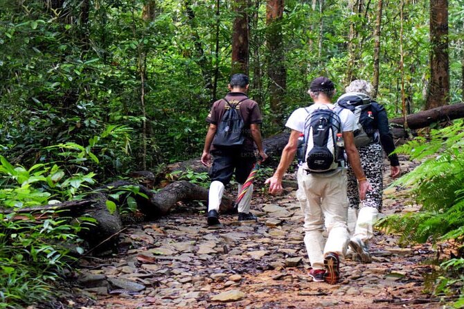 Sinharaja Rainforest Trekking Private Day Trip with Local Lunch - Waterfalls and the best chance to cool off