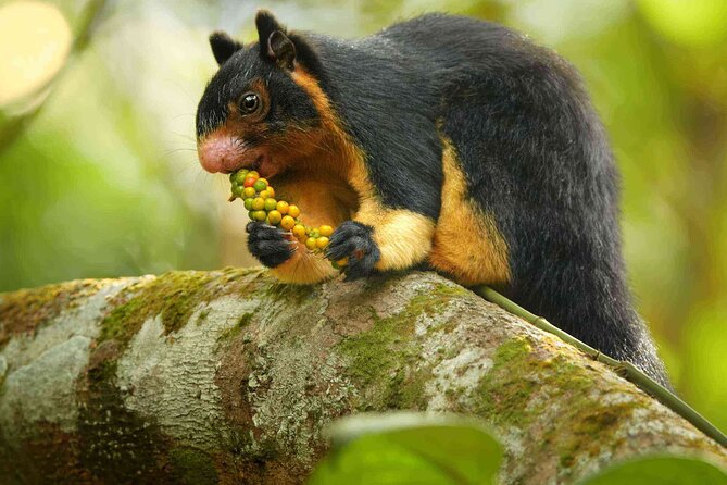 Sinharaja Rainforest Trekking Private Day Trip with Local Lunch - Leech socks are a small but smart extra