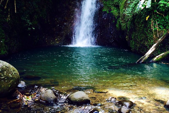 Small-Group Adventure Trek in Grand Etang National Park - Wildlife watching on the trail
