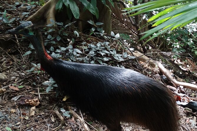Small-Group Trekking Experience in Daintree National Park - Key points at a glance