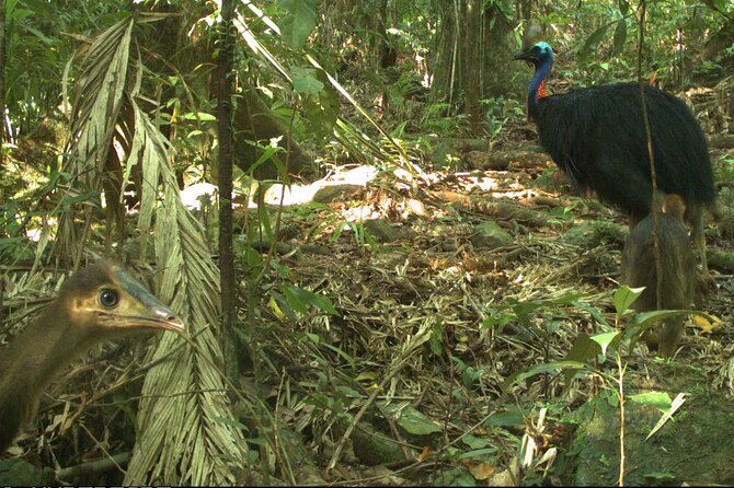Small-Group Trekking Experience in Daintree National Park - Walking the old-growth rainforest