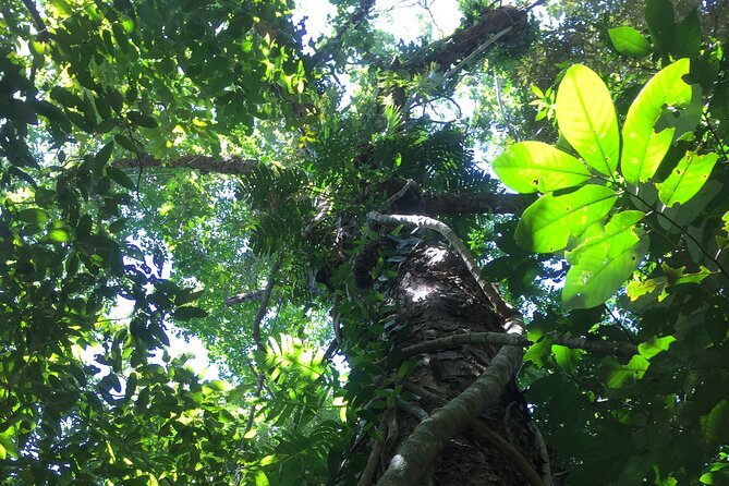 Small-Group Trekking Experience in Daintree National Park - Reading the forest instead of chasing a checklist