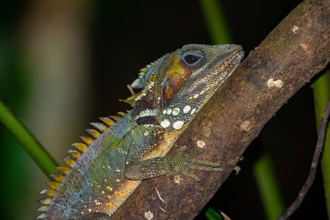 Small-Group Trekking Experience in Daintree National Park - Cape Tribulation and Daintree National Park in one outing